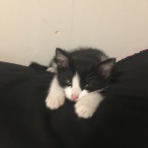 Meet your Posher, Brookynn